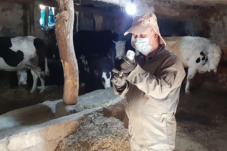 واکسیناسیون بیش از ۸.۱ میلیون نوبت‌ راس دام علیه بیماری‌های استراتژیک در آذربایجان شرقی